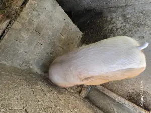 Porc de carne cu foarte putina grasime - imagine 3