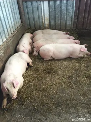 Porci crescuti natural,Purcei si Vitele