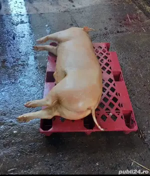 Porci crescuti natural,Purcei si Vitele  - imagine 2