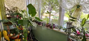 Apartament 3 camere, decomandat, parter înalt - Sf.Gheorghe