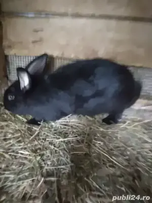 iepuri urias german - imagine 3