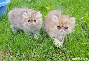 Persane golden-shaded