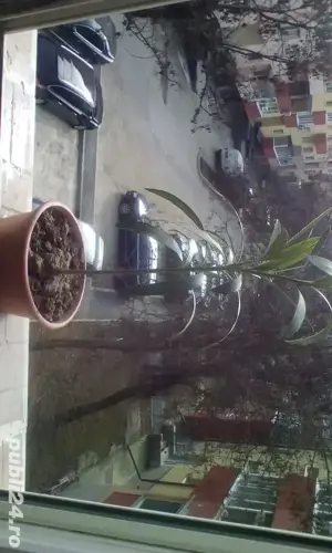 copacel de magnolie,ficus tailandez,aloie vera si leandru - imagine 2