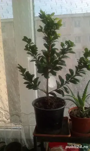copacel de magnolie,ficus tailandez,aloie vera si leandru - imagine 4
