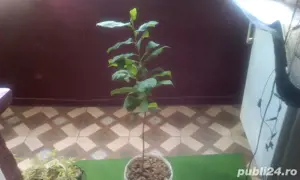 copacel de magnolie,ficus tailandez,aloie vera si leandru - imagine 3