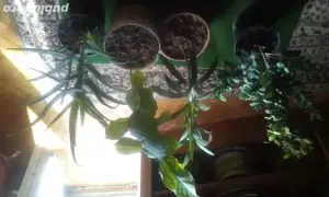 copacel de magnolie,ficus tailandez,aloie vera si leandru