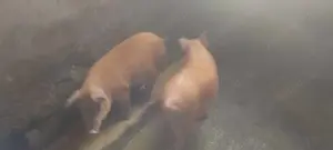 Soldani 50-90 kg - imagine 3 Soldani 50-90 kg - imagine 3