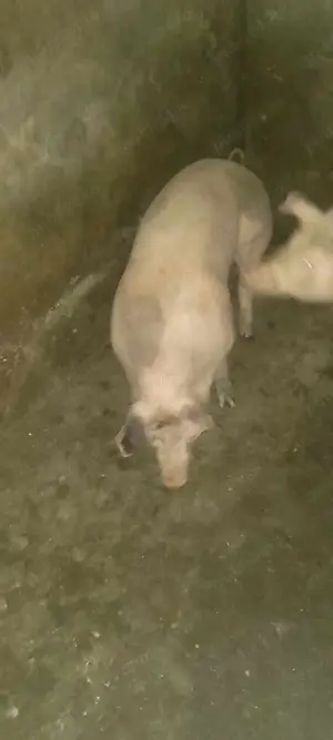 Soldani 50-90 kg - imagine 4 Soldani 50-90 kg - imagine 4