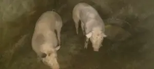 Soldani 50-90 kg - imagine 2 Soldani 50-90 kg - imagine 2