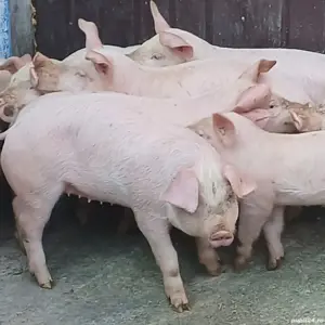 purcei pik 11 saptamani  - imagine 2 purcei pik 11 saptamani  - imagine 2