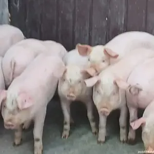 purcei pik 11 saptamani  - imagine 3 purcei pik 11 saptamani  - imagine 3