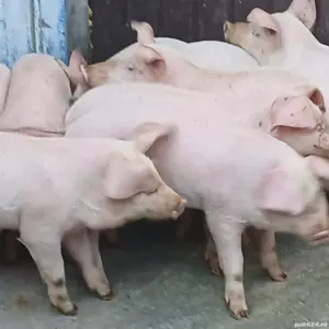 purcei pik 11 saptamani  - imagine 4 purcei pik 11 saptamani  - imagine 4