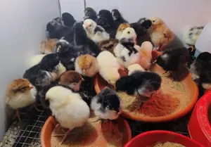 Oferta:29 pui de gaina: La Bresse; Sussex portelan; Plymouth rock barat