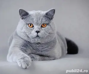 Vand urgent British Blue