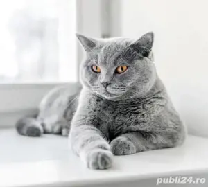 Vand urgent British Blue - imagine 2