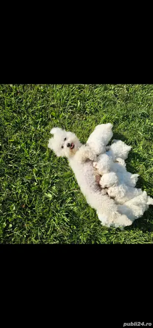 bichon frise - imagine 2