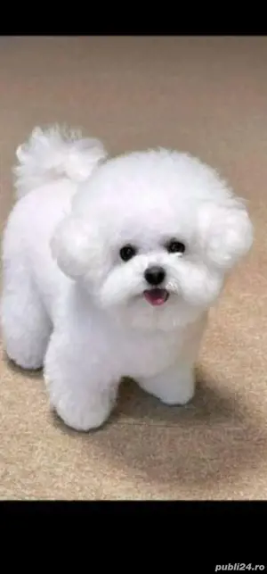 bichon frise