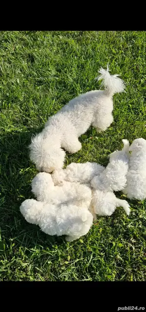 cățeluși bichon frise