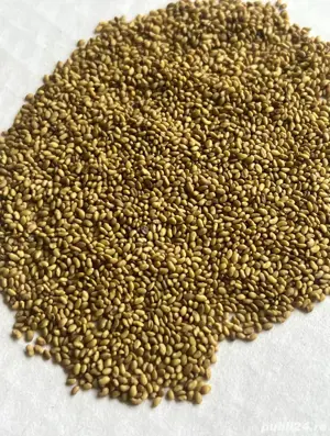 Vand samanta de lucerna selectat si descuscutat!