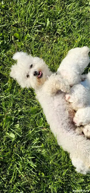bichon frise - imagine 4