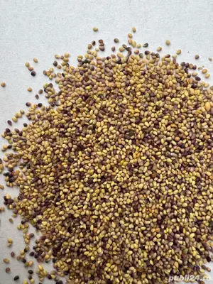 Vand seninte de Trifoi Rosu! - imagine 2