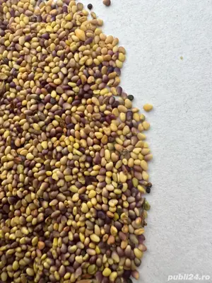 Vand seninte de Trifoi Rosu! - imagine 3