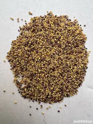 Vand seninte de Trifoi Rosu!