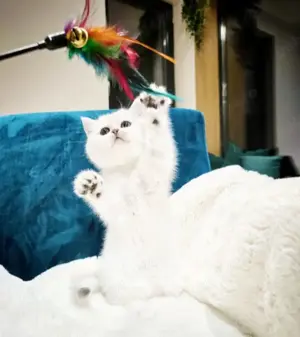 Puiuți British Shorthair White 