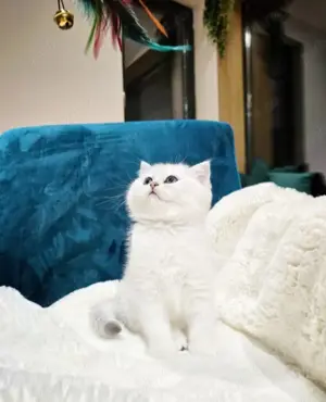 Puiuți British Shorthair White  - imagine 4