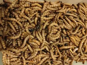 Vand superworms, mealworms. Bucuresti, sector 5.