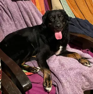 Metis talie medie pui, gratuit - imagine 5