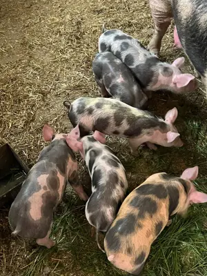 purcei de vanzare  - imagine 2