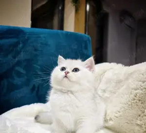 Puiuți British Shorthair White  - imagine 3