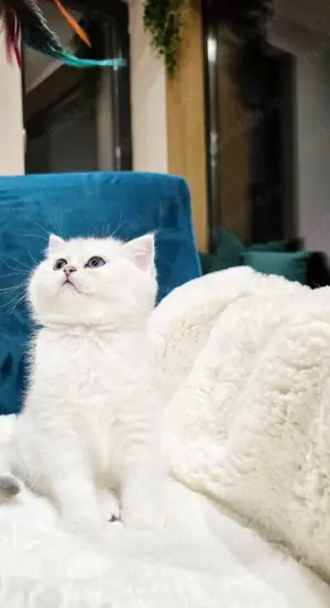 Puiuți British Shorthair White  - imagine 2