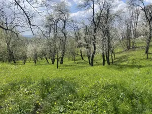 Teren de vânzare în Șotrile (vecinătate cu Brebu, Valea Doftanei, Câmpina) - imagine 5