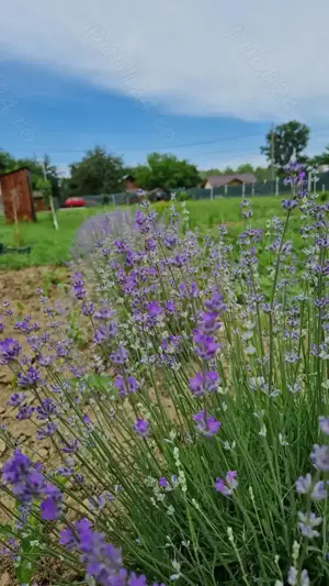 Teren pentru casă și livadă