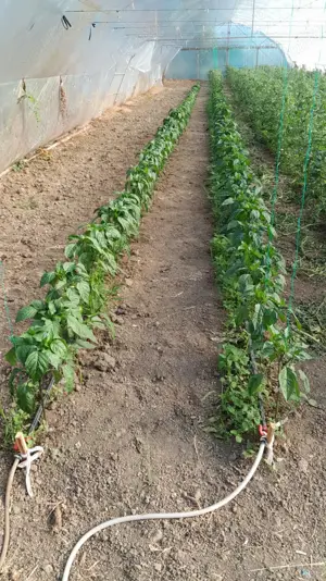 Solar de gradina profesional 40m x 10m - imagine 2