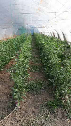 Solar de gradina profesional 40m x 10m - imagine 4