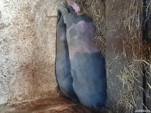 vand porci de casa