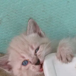 Donez pisicute iubitorilor de animale - imagine 4