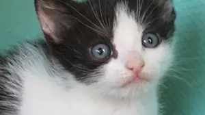 Donez pisicute iubitorilor de animale - imagine 2