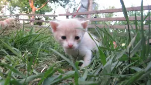 Donez pisicute iubitorilor de animale - imagine 3