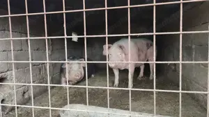 Vand porci de carne crescuți natural