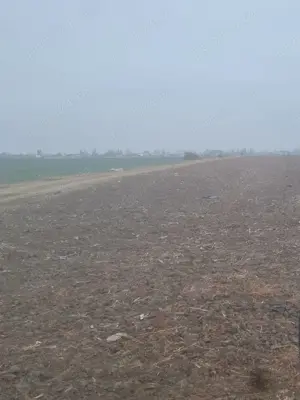 Vanzare Teren intravilan 5000mp Magurele  - imagine 3