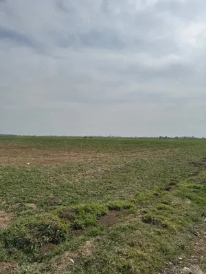 Vanzare Teren intravilan 5000mp Magurele  - imagine 6