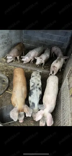 Vand porci frumosi ,detalii la  