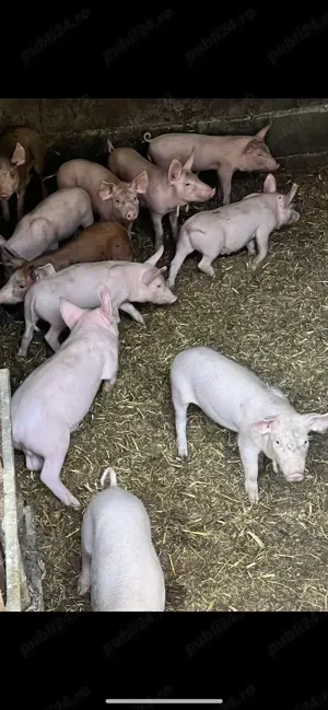 Vand purcei frumosi vaccinati tel