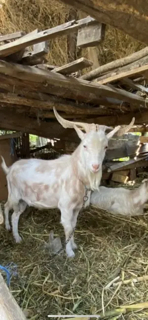 Vand tap 3 bucati  - imagine 3