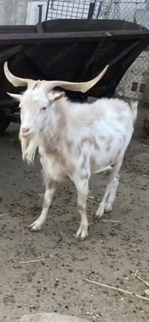 Vand tap 3 bucati  - imagine 2