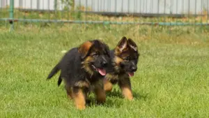 Pui ciobanesc german si pe negru   alsacian